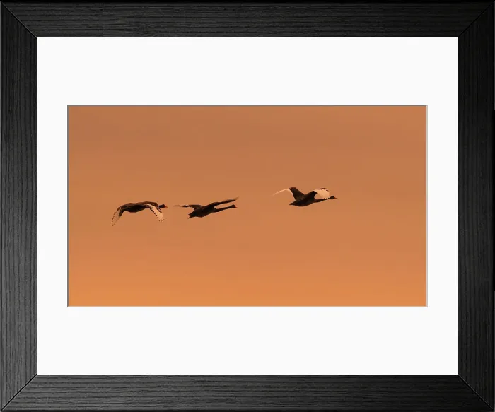 Framed Print : Black Swans take flight at Sunrise