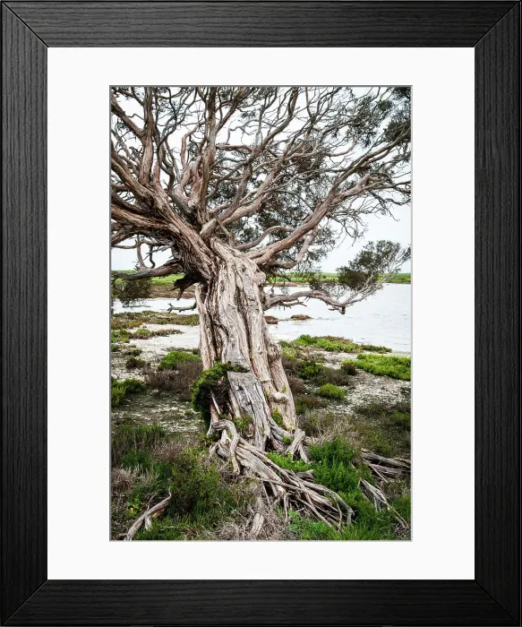 Framed Print : Swamp paperbark tree at Coorong lagoon Australia