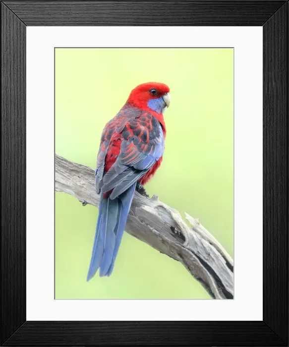 Framed Print : A wild crimson rosella (Platycercus elegans) perched on a branch with blurred background, Australia