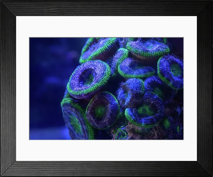 Framed Print : Coral in an aquarium. Australia Framed Print : Coral in an aquarium. Australia