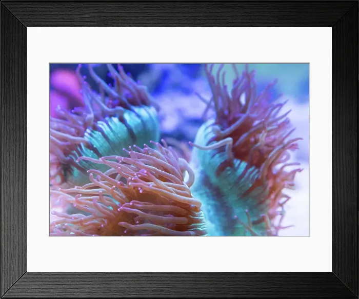 Framed Print : Coral in an aquarium. Australia Framed Print : Coral in an aquarium. Australia