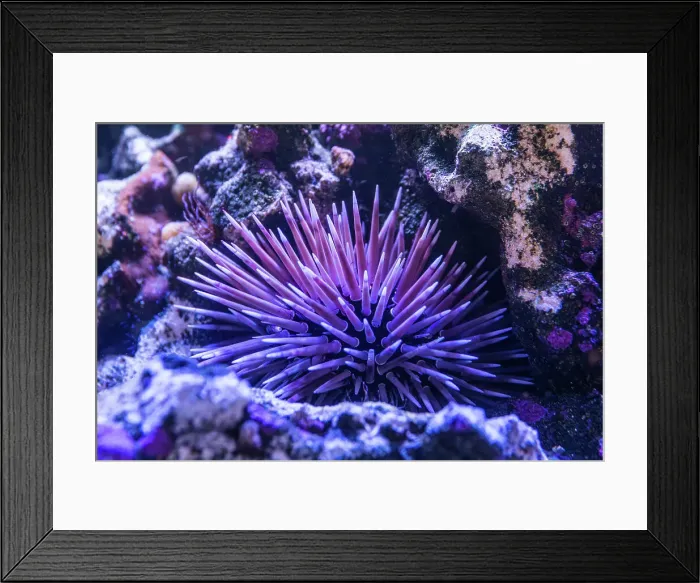 Framed Print : Coral and a spiky sea anemone. Australia Framed Print : Coral and a spiky sea anemone. Australia