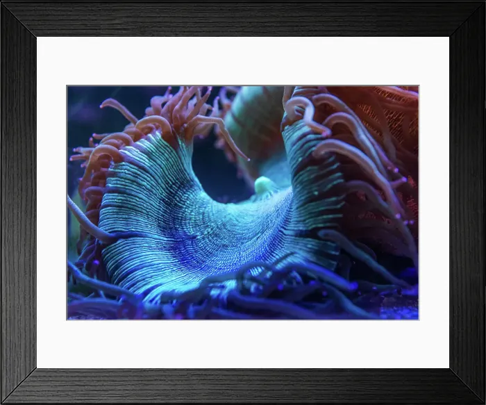 Framed Print : Coral in an aquarium. Australia Framed Print : Coral in an aquarium. Australia