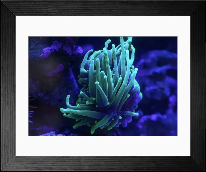 Framed Print : Coral and a sea anemone. Queensland. Australia Framed Print : Coral and a sea anemone. Queensland. Australia