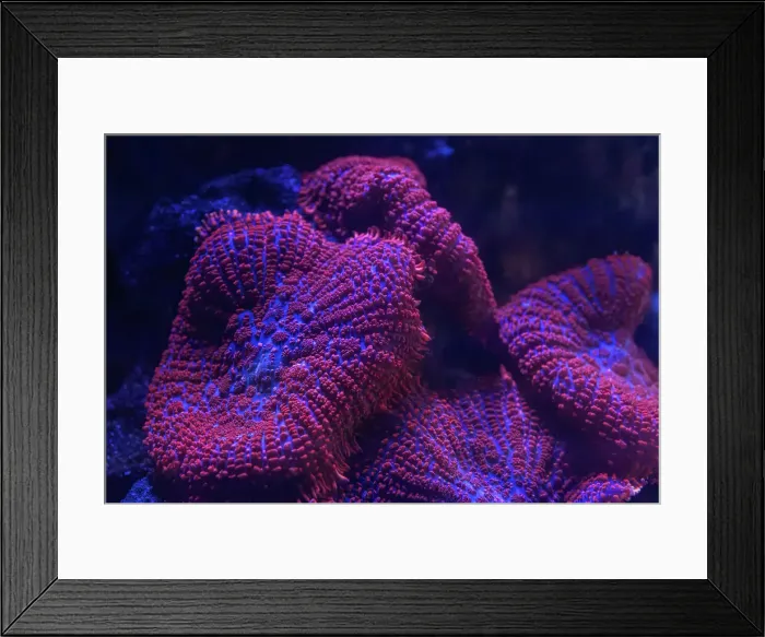 Framed Print : Coral in an aquarium. Australia Framed Print : Coral in an aquarium. Australia