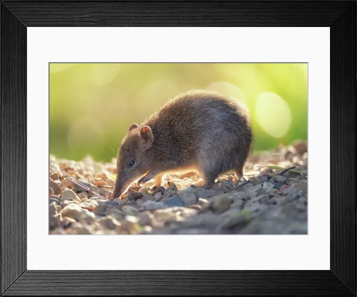Framed Print : Portrait of a wild southern brown bandicoot (Isoodon obesulus) with warm backlighting Framed Print : Portrait of a wild southern brown bandicoot (Isoodon obesulus) with warm backlighting