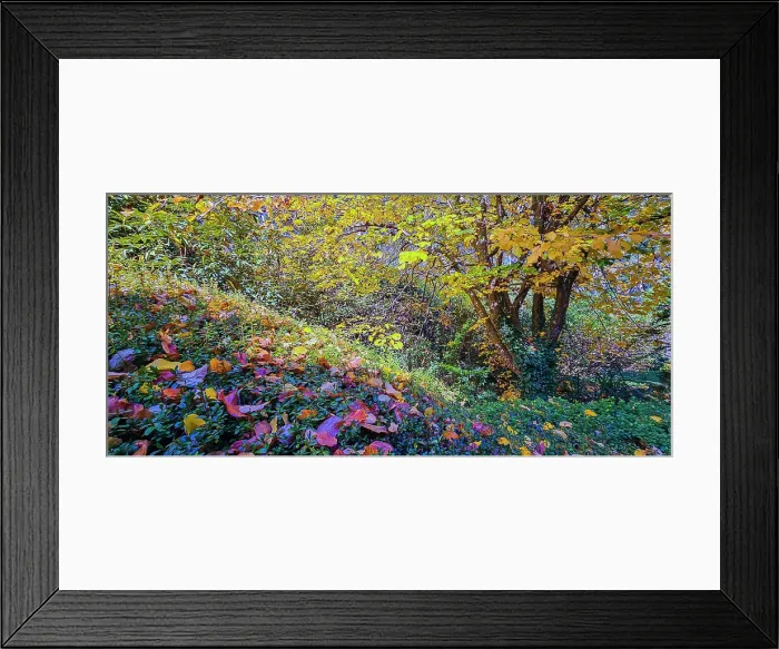 Framed Print : Autumn colours in the Dandenong Ranges National Park, Victoria, Australia Framed Print : Autumn colours in the Dandenong Ranges National Park, Victoria, Australia