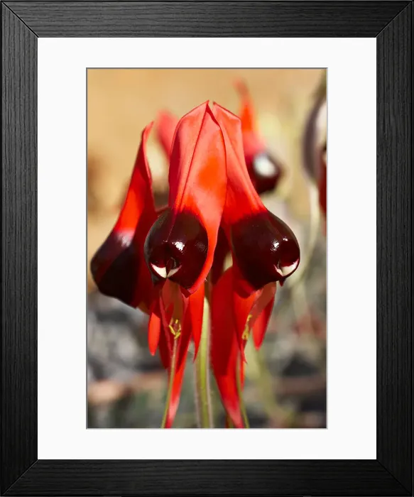 Framed Print : Sturt Desert Pea