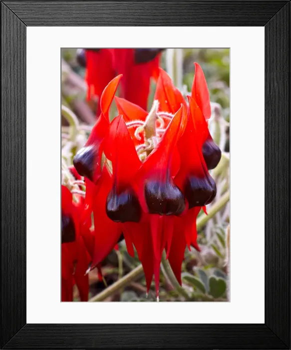 Framed Print : Sturt Desert Pea Framed Print : Sturt Desert Pea