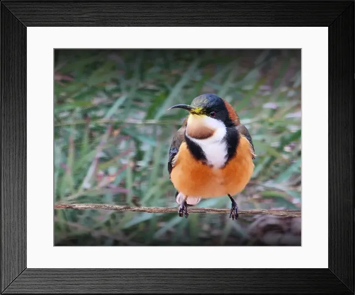Framed Print : Winter Light on an Eastern Spinebill, at Hidden Grove, Keysborough, Victoria, Australia Framed Print : Winter Light on an Eastern Spinebill, at Hidden Grove, Keysborough, Victoria, Australia