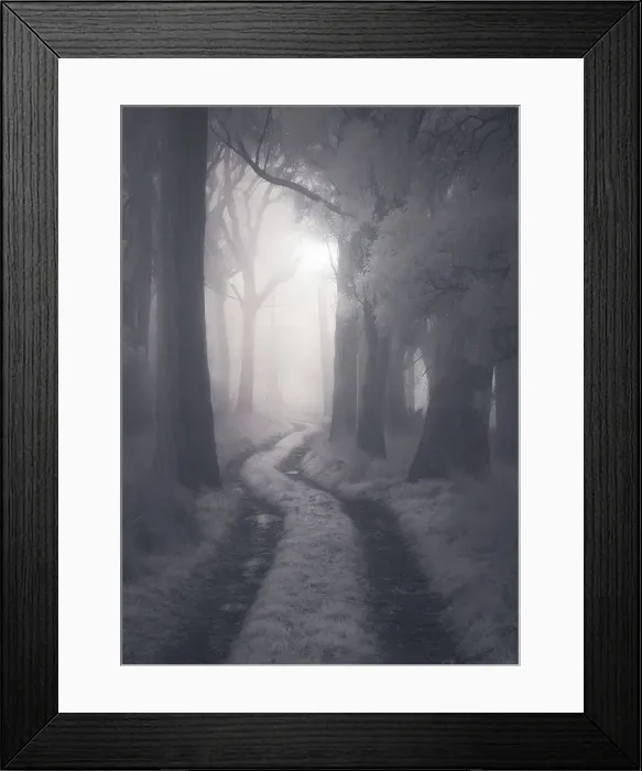 Framed Print : Foggy woodland scene with a dirt track, trees and hazy light, Australia Framed Print : Foggy woodland scene with a dirt track, trees and hazy light, Australia