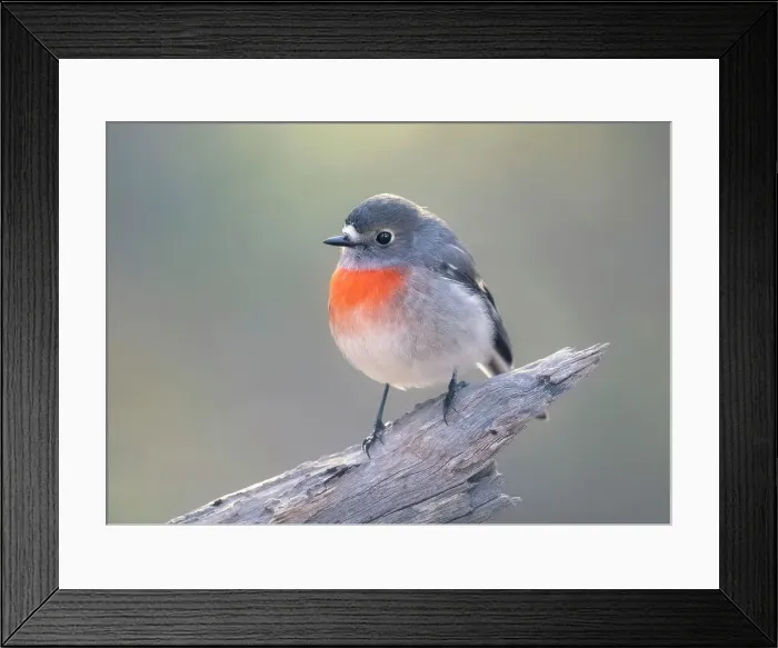 Framed Print : Portrait of a wild juvenile scarlet robin (Petroica boodang) perched on a branch, Australia Framed Print : Portrait of a wild juvenile scarlet robin (Petroica boodang) perched on a branch, Australia