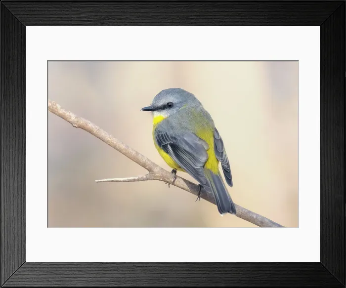 Framed Print : Portrait of a wild Eastern Yellow Robin (Eopsaltria australis) perched on a branch and isolated against a blurred background, Victoria, Australia Framed Print : Portrait of a wild Eastern Yellow Robin (Eopsaltria australis) perched on a branch and isolated against a blurred background, Victoria, Australia