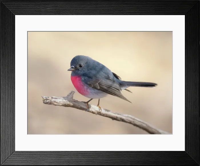 Framed Print : A wild rose robin (Petroica rosea) perched on a branch isolated against a blurred background, Australia