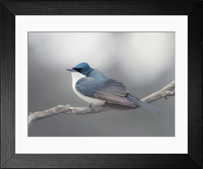 Framed Print : A wild restless flycatcher (Myiagra inquieta) perched on a branch with blurred background with subdued colors, Victoria, Australia Framed Print : A wild restless flycatcher (Myiagra inquieta) perched on a branch with blurred background with subdued colors, Victoria, Australia
