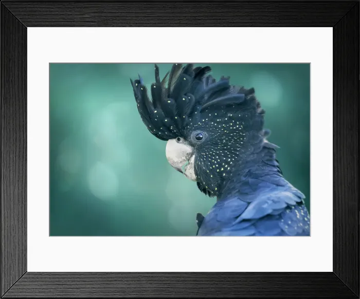 Framed Print : Portrait of a wild red-tailed black cockatoo (Calyptorhynchus banksii) with raised crest head feathers and blurred bokeh background