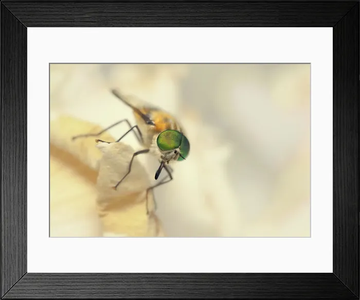 Framed Print : A flower-feeding march fly (Scaptia auriflua) on a rose petal