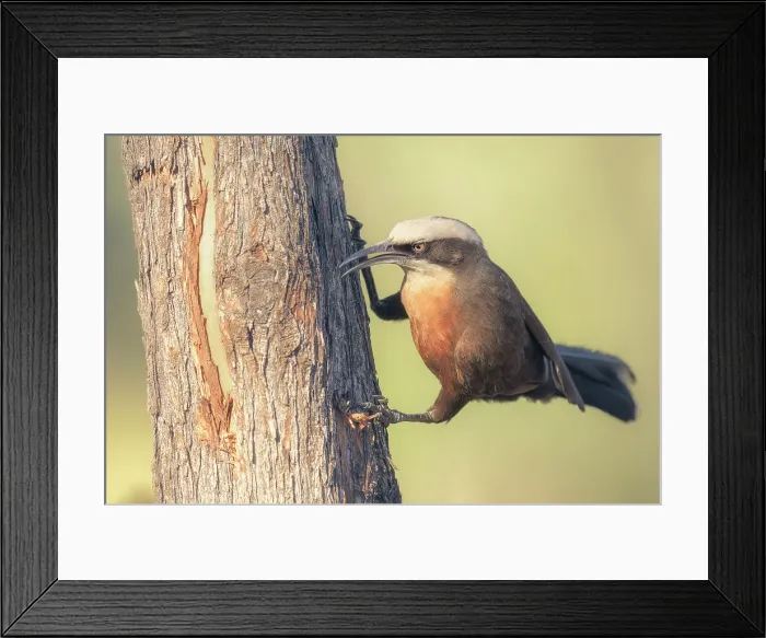 Framed Print : A wild gray-crowned babbler (Pomatostomus temporalis) hunting for a hidden grub under the bark of a tree, Australia Framed Print : A wild gray-crowned babbler (Pomatostomus temporalis) hunting for a hidden grub under the bark of a tree, Australia
