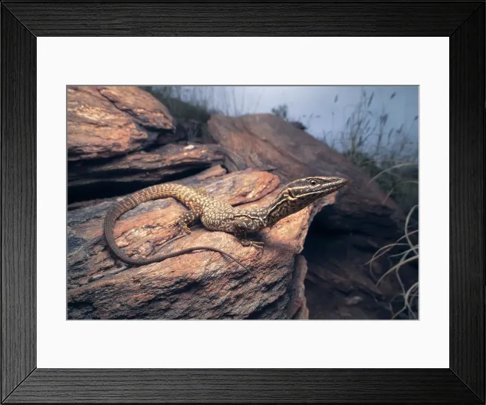 Framed Print : A wild spiny-talied monitor (Varanus acanthurus) lizard in rocky habitat, Australia