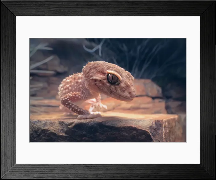Framed Print : Closeup portrait of a wild Centralian rough knob-tail gecko (Nephrurus amyae) on rocky outcrop at night, Australia Framed Print : Closeup portrait of a wild Centralian rough knob-tail gecko (Nephrurus amyae) on rocky outcrop at night, Australia