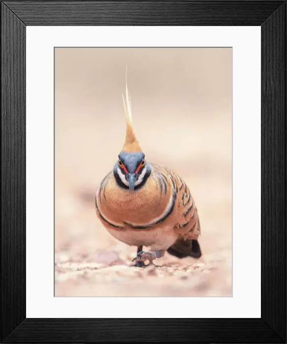 Framed Print : Portrait of a wild spinifex pigeon (Geophaps plumifera) foraging on the ground