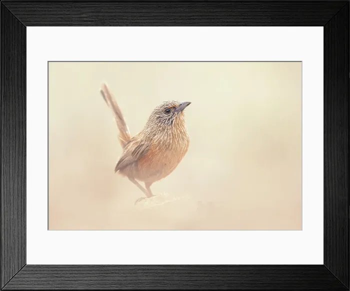 Framed Print : Alert Dusky grasswren (Amytornis purnelli) perched on rock with blurred background