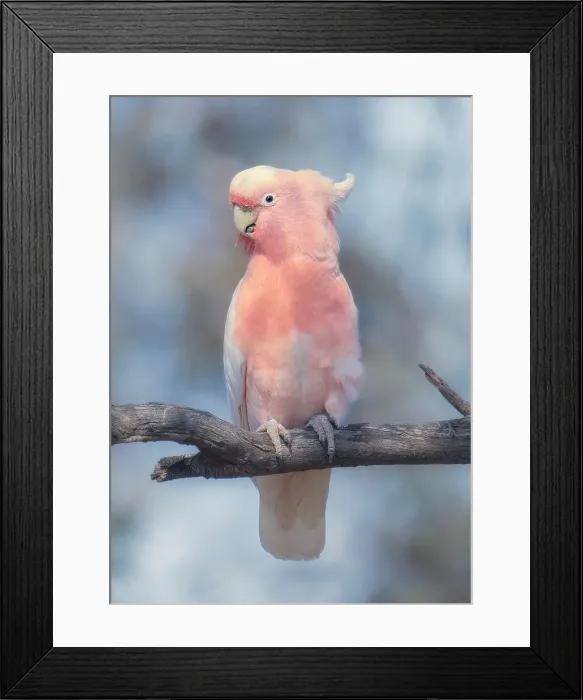 Framed Print : Portrait of a wild Major Mitchells cockatoo (Lophochroa leadbeateri) perched on a branch with sky and vegetation in background, Australia