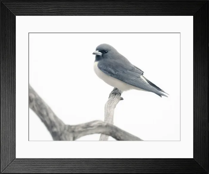 Framed Print : White-breasted woodswallow (Artamus leucorynchus) perched on a branch with high key look, South Australia