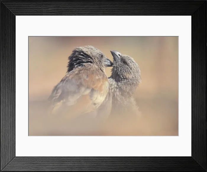 Framed Print : Pair of wild apostle birds (Struthidea cinerea) grooming in tender behaviour moment Framed Print : Pair of wild apostle birds (Struthidea cinerea) grooming in tender behaviour moment