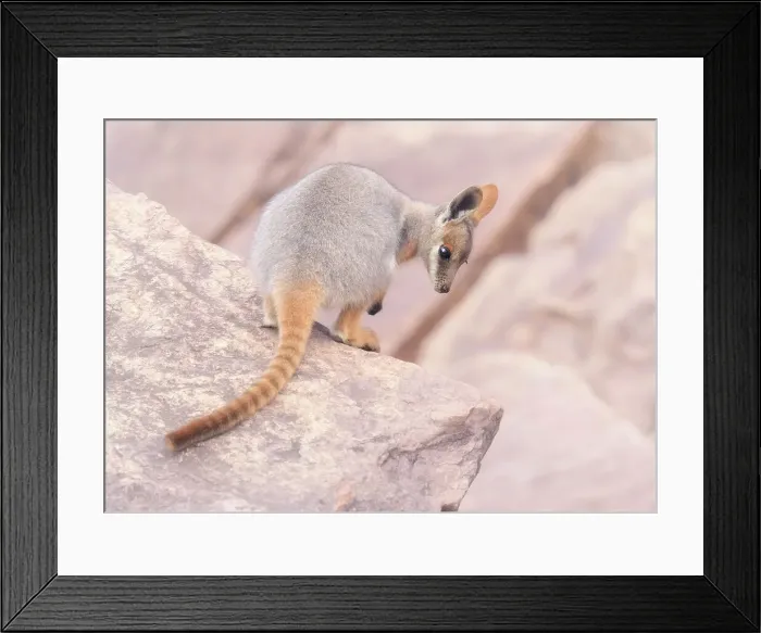 Framed Print : Juvenile, wild yellow footed rock wallaby (Petrogale xanthopus) on rocks Framed Print : Juvenile, wild yellow footed rock wallaby (Petrogale xanthopus) on rocks