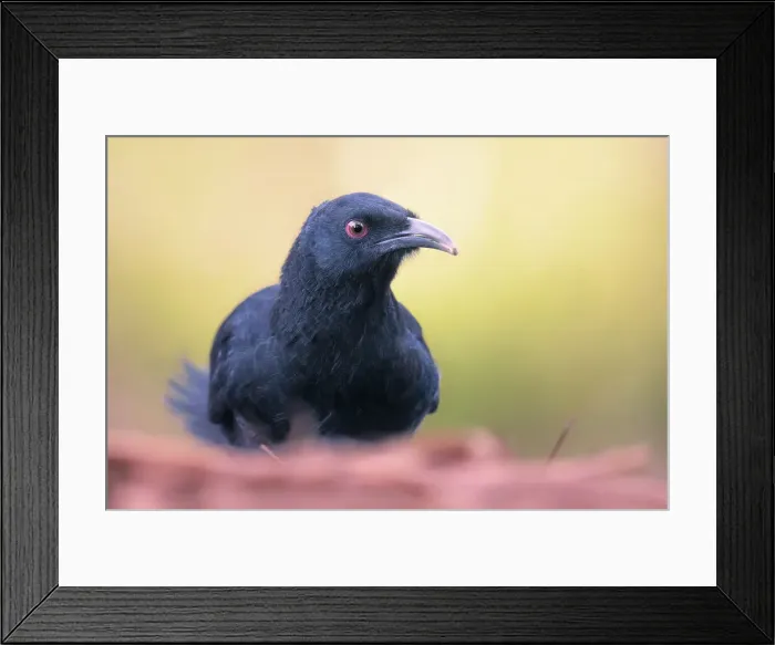 Framed Print : Portrait of a wild white-winged chough (Corcorax melanorhamphos) from Melbourne, Australia