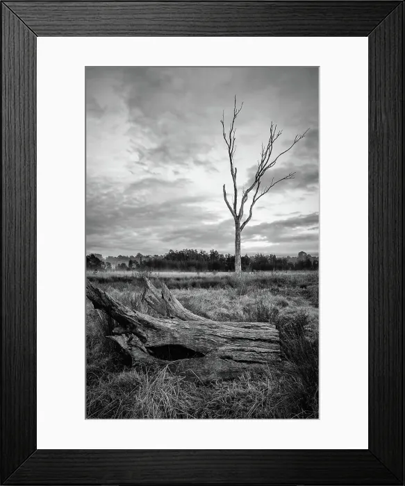 Framed Print : Tree of Life