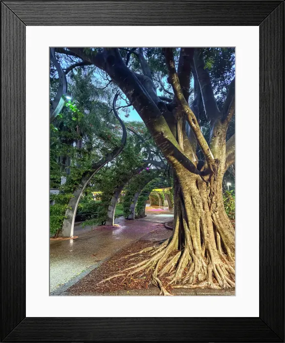 Framed Print : Twisting fig tree and South Bank Grand Arbour walkway