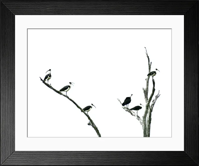 Framed Print : White Australian Ibis Framed Print : White Australian Ibis
