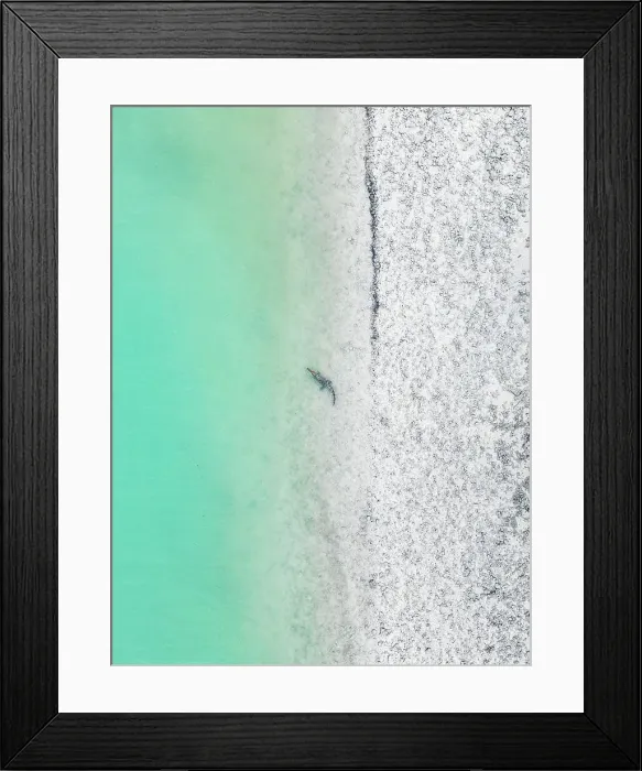 Framed Print : Drone shot showing a saltwater crocodile resting on the edge of a sandbar in the Indian Ocean, The Kimberley, Western Australia, Australia Framed Print : Drone shot showing a saltwater crocodile resting on the edge of a sandbar in the Indian Ocean, The Kimberley, Western Australia, Australia
