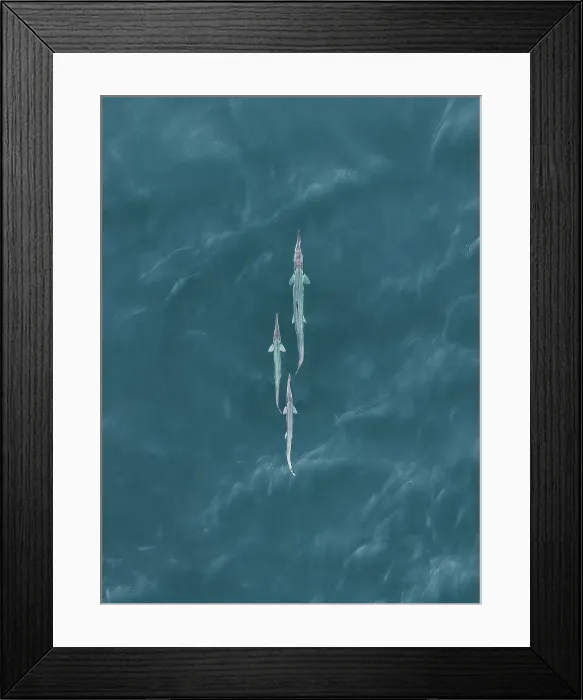 Framed Print : Three unknown fish in the Indian Ocean photographed from a drone point of view, The Kimberley, Western Australia, Australia