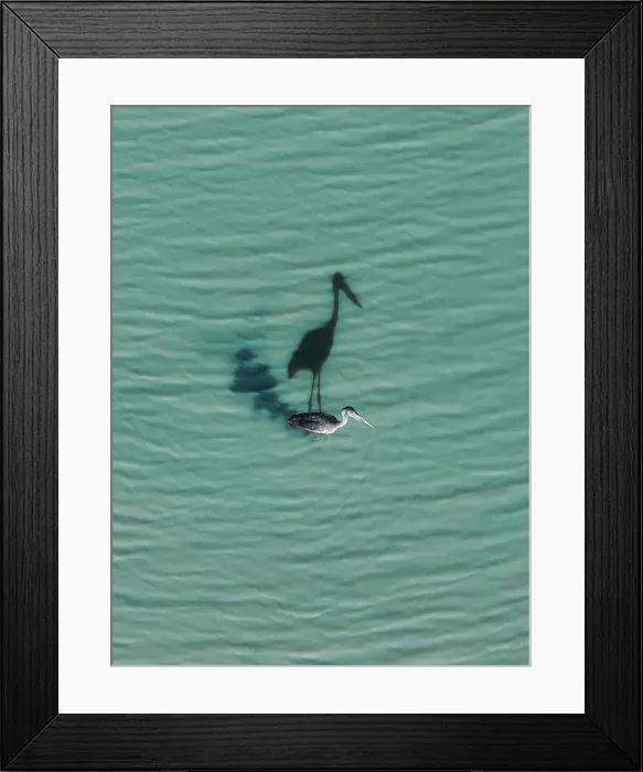 Framed Print : Drone shot directly above a black-necked stork wading through the Mary River on a sunny day, Northern Territory, Australia Framed Print : Drone shot directly above a black-necked stork wading through the Mary River on a sunny day, Northern Territory, Australia