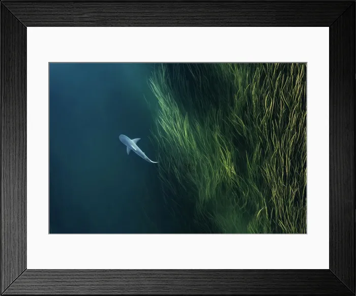 Framed Print : Shark in the Ord River photographed from an overhead perspective, Kununurra, The Kimberley, Western Australia, Australia