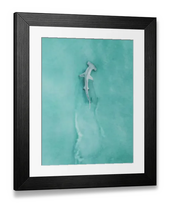 Framed Print : Hammerhead shark swimming in the Indian Ocean off Cable Beach photographed from a drone point of view, Broome, The Kimberley, Western Australia, Australia