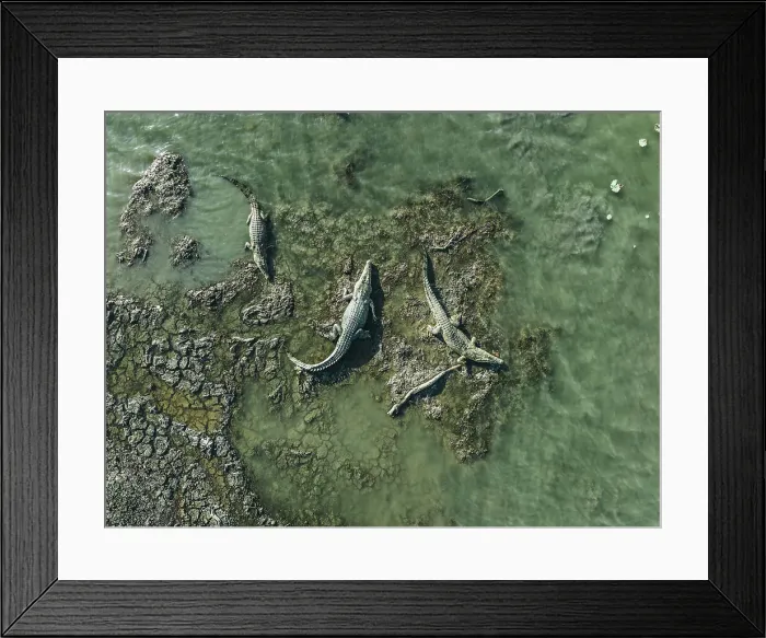 Framed Print : Drone shot showing three crocodiles sunbathing on the banks of the Mary River, Northern Territory, Australia Framed Print : Drone shot showing three crocodiles sunbathing on the banks of the Mary River, Northern Territory, Australia