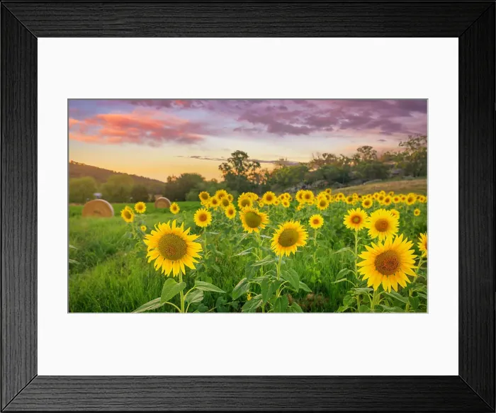 Framed Print : Sunflower sunrise Framed Print : Sunflower sunrise