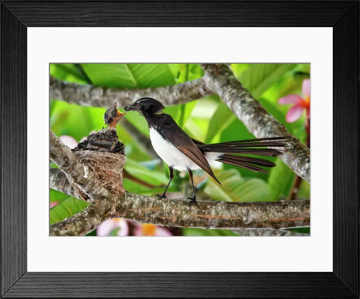 Framed Print : Willy Wagtail feeding chicks