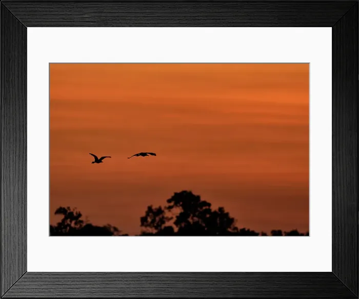 Framed Print : Silhouette of birds flying against orange sky