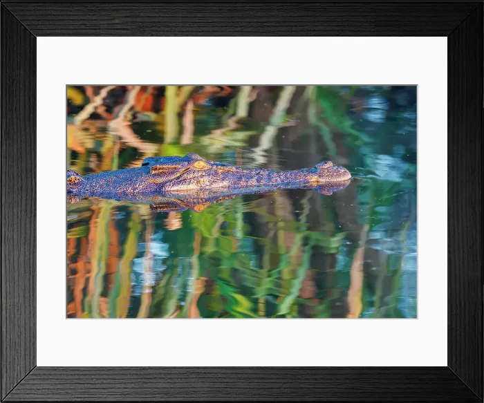 Framed Print : A half submerged saltwater crocodile, Crocodylus porosus stalks prey Framed Print : A half submerged saltwater crocodile, Crocodylus porosus stalks prey