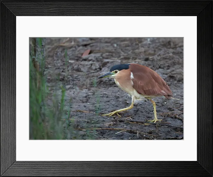 Framed Print : Nankeen Night Heron Framed Print : Nankeen Night Heron