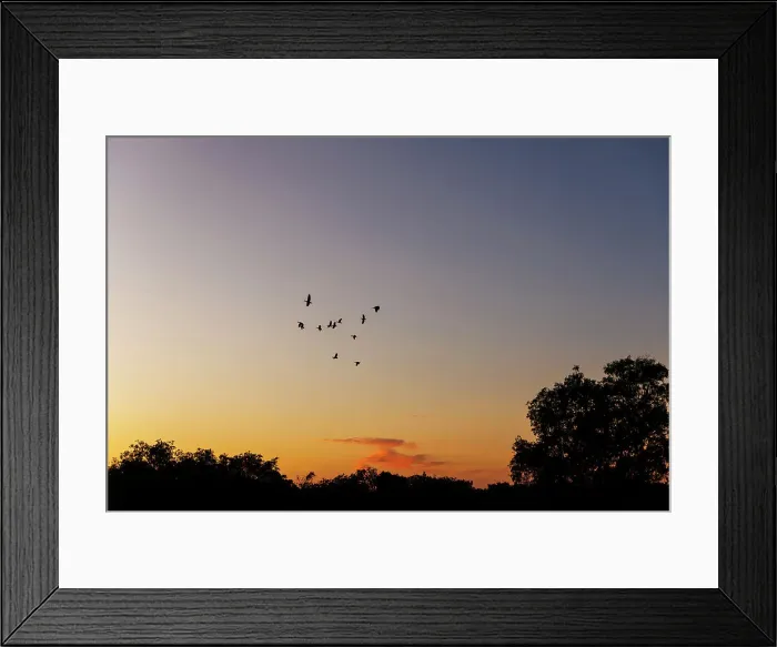 Framed Print : Sunrise with birds in silhouette Framed Print : Sunrise with birds in silhouette