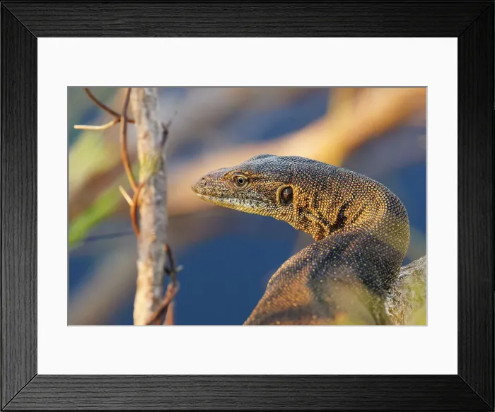 Framed Print : Mertens Water Monitor Framed Print : Mertens Water Monitor