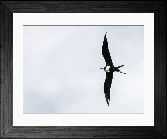 Framed Print : Lesser Frigatebird in flight