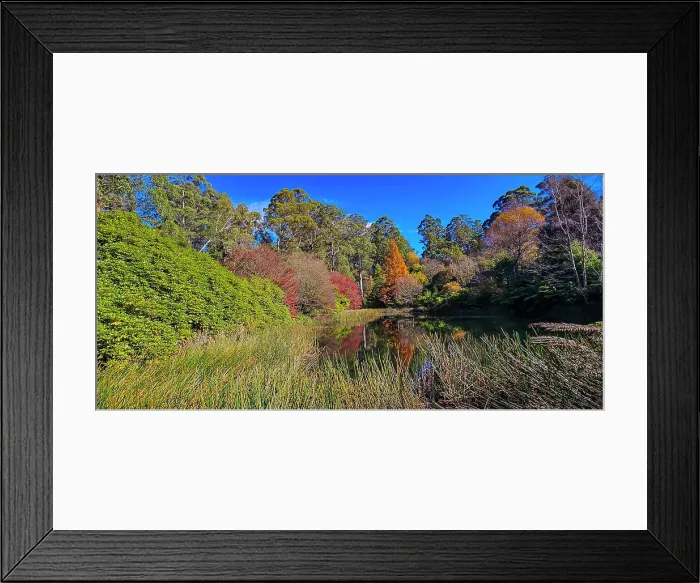 Framed Print : Autumn colours in the Dandenong Ranges National Park, Victoria, Australia Framed Print : Autumn colours in the Dandenong Ranges National Park, Victoria, Australia