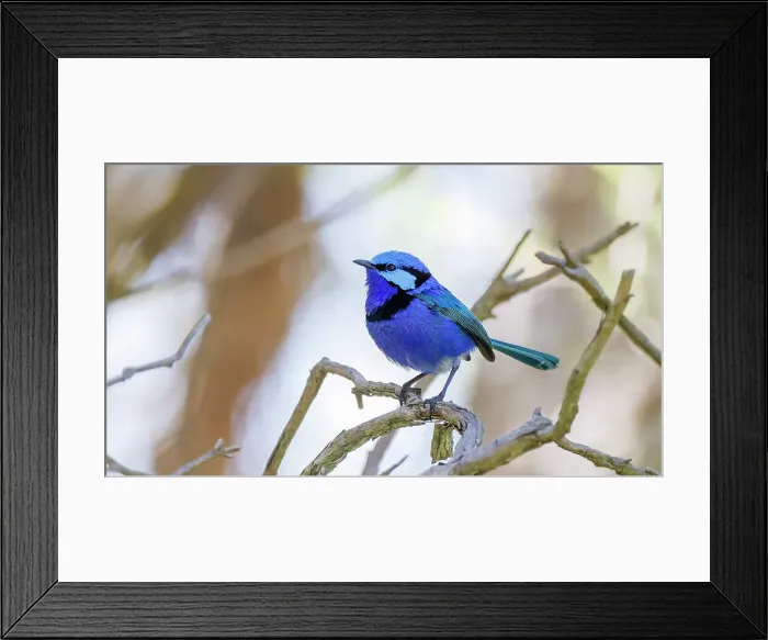 Framed Print : Male Splendid Fairywren, Blue Wren - Malurus splendens Framed Print : Male Splendid Fairywren, Blue Wren - Malurus splendens